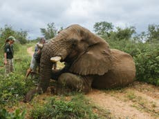 Race to save life of mating elephant at risk of being shot dead