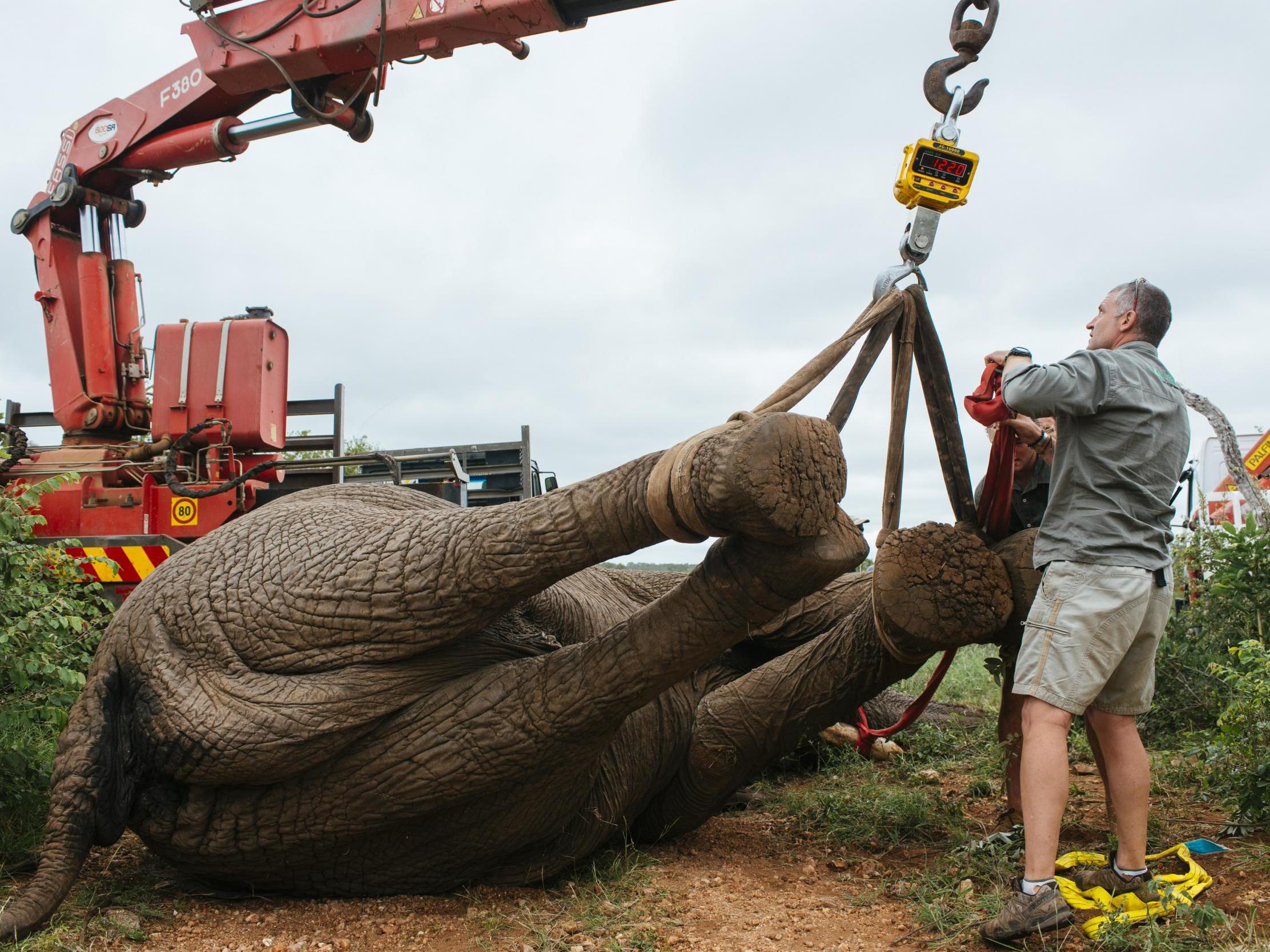 A sedated Riff Raff's legs are tied during the first operation to move him