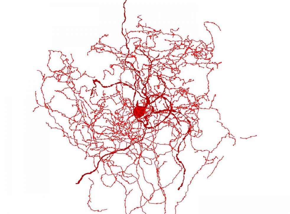 Digital reconstruction of a rosehip neuron in the human brain showing bundle of nerve fibres around central cell body