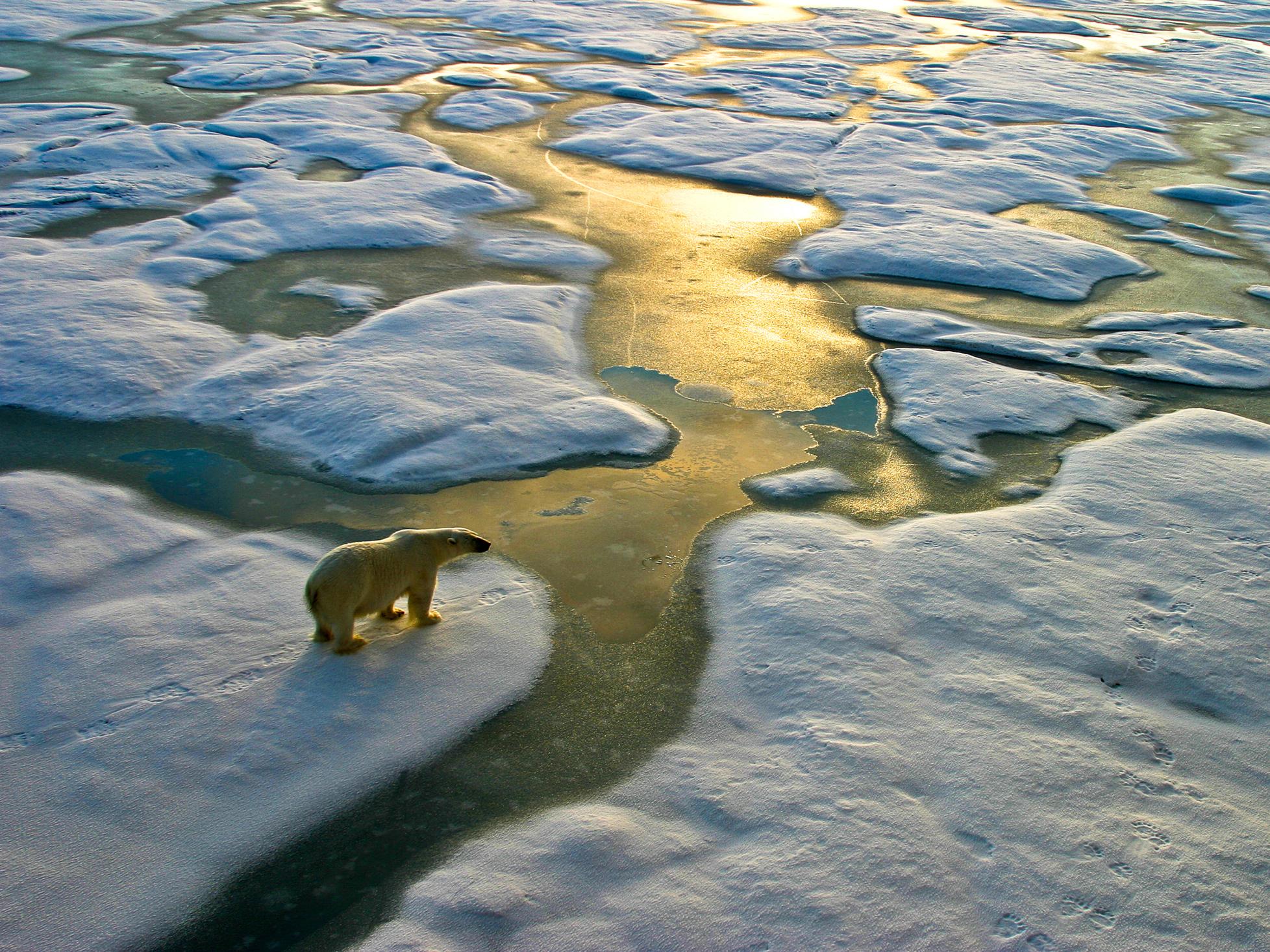 Arctic ecosystems are fragile and are therefore particularly vulnerable to persistent organic pollutants