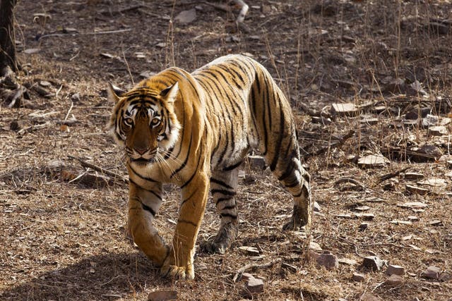 There are only around 4,000 tigers left in the wild