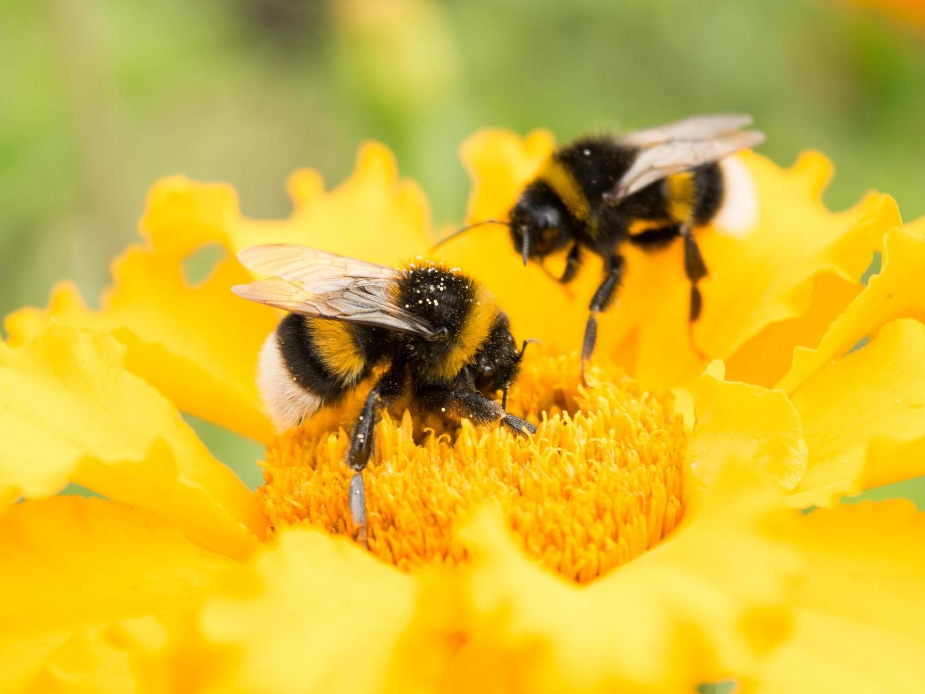 Bees Pollinating Flowers Images / Pollination Plants Network / Bees