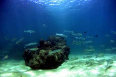 Scientists discover ‘unbelievable’ deep-sea coral reef off US coast