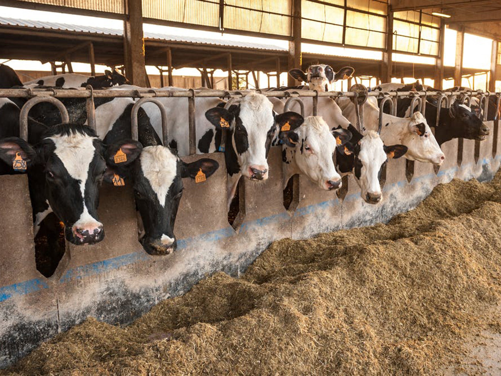 Heat stress in cows occurs when ambient temperature and humidity go above animal specific thresholds