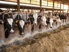 How climate change will impact cows and the dairy industry