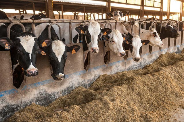 Heat stress in cows occurs when ambient temperature and humidity go above animal specific thresholds
