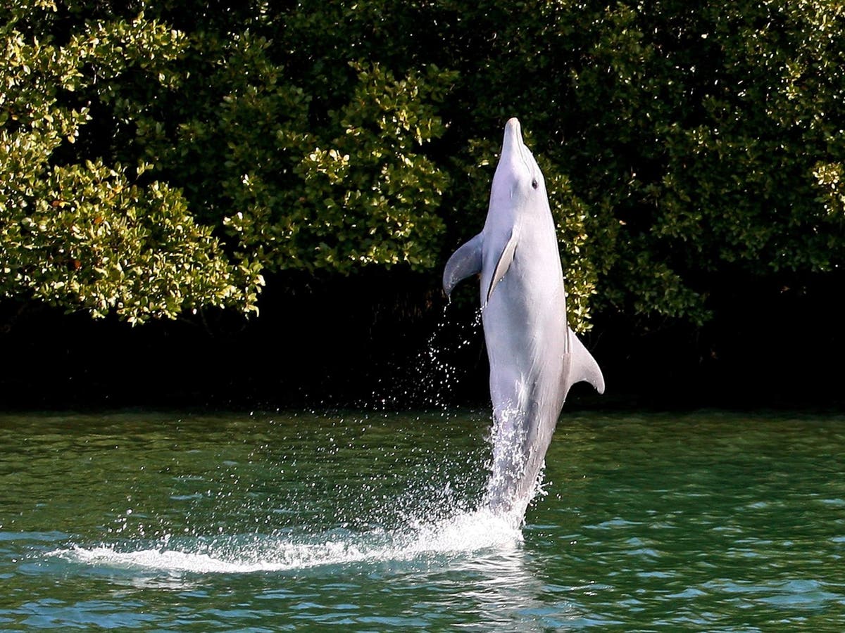 Wild dolphins learn to 'walk on water' by copying tricks from captive animals, study finds | The Independent | The Independent