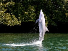 Wild dolphins learn to 'walk on water', study finds