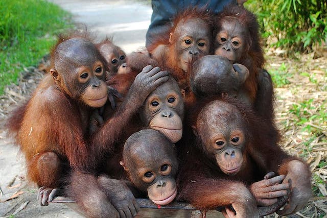 Orangutans at the rescue centre near where a recent wildfire broke out