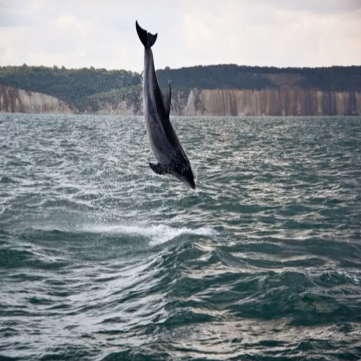 Jumping for joy: The dolphins which don't stop playing even when