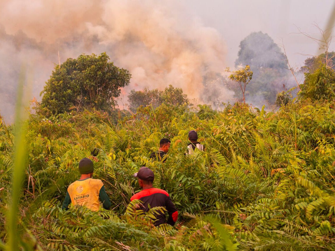 People watch a wildfire that broke out near a rescue centre in Ketapang where orangutans are undergoing rehabilitation