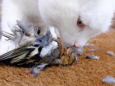 New Zealand council plans to ban pet cats in bid to protect native bird species