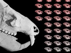 Evolutionary insight as egg-laying fanged rat fossil found in Arizona