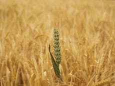 Government to spend £33m on climate change resilient ‘super crops’