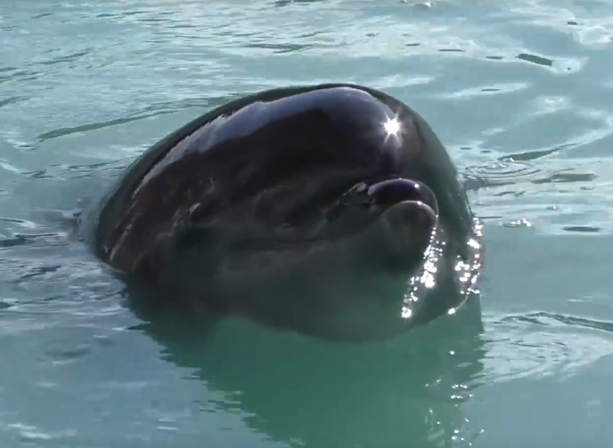 Honey the dolphin abandoned in derelict Japanese aquarium