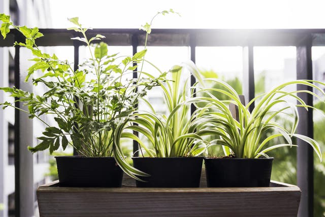 Make neighbours jealous of your blooms with a balcony planter