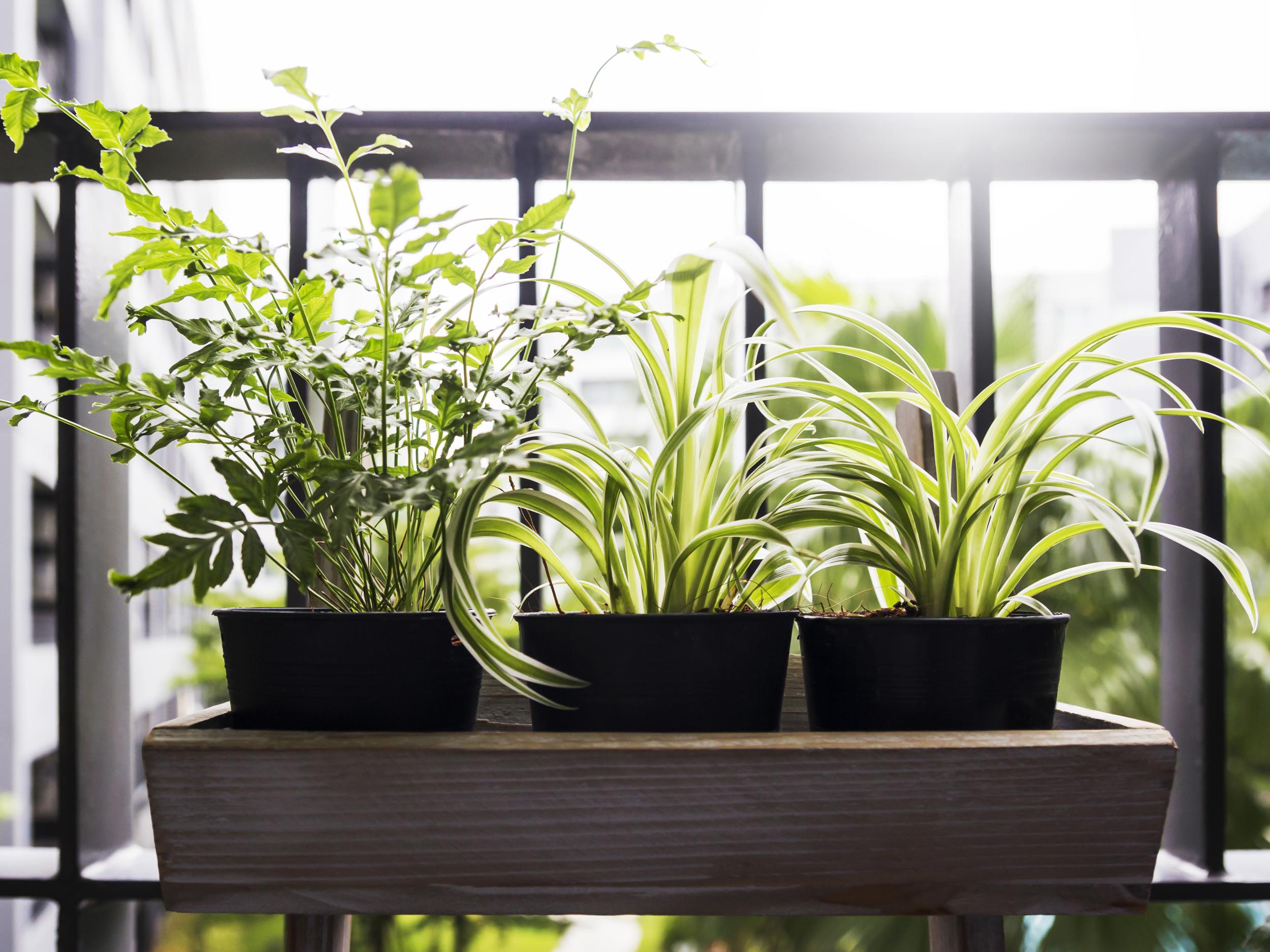 6 Best Balcony Planters The Independent