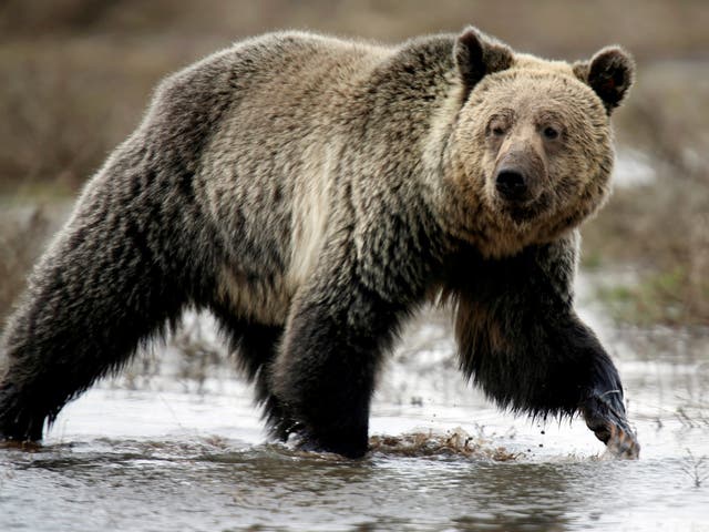 A grizzly bear roams through the Hayden Valley in Yellowstone National Park, Wyoming