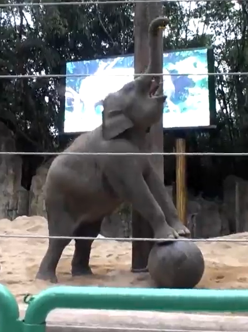 An elephant forced to perform for a crowd in China