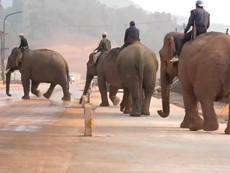 Call for crackdown on illegal elephant trafficking to China and Dubai 
