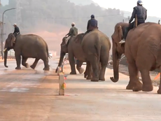 Call for crackdown on illegal elephant trafficking to China and Dubai