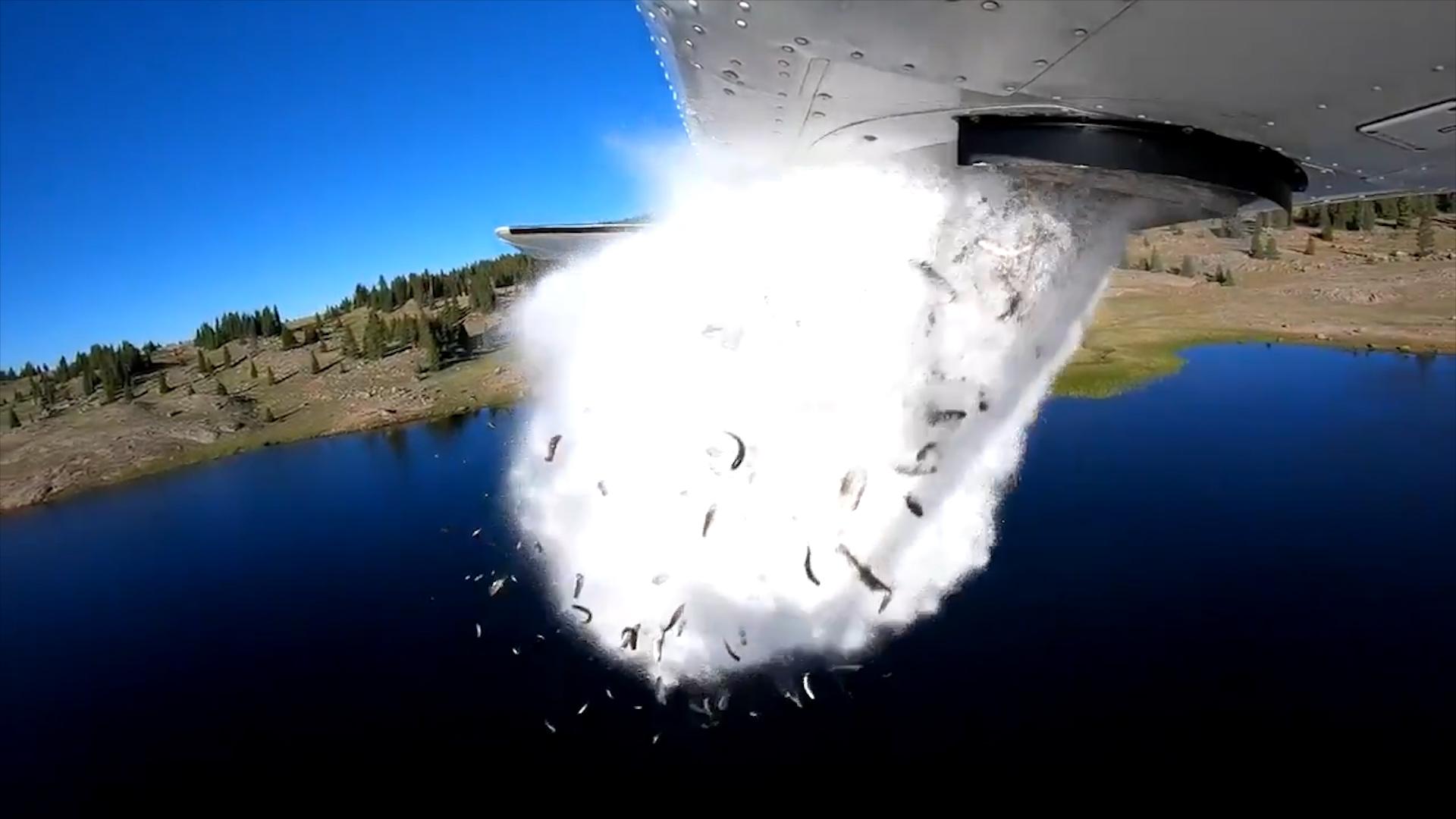 Fish falling from an aircraft into a high-mountain lake in the US
