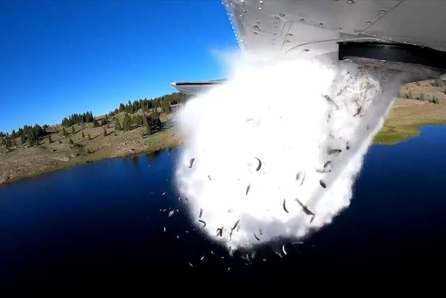 Fish falling from an aircraft into a high-mountain lake in the US