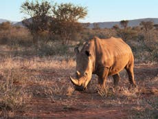 Rhino calf found next to body of dead mother killed by poachers