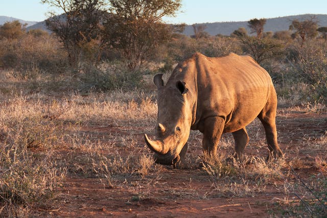 Poaching for their horn, which is highly prized in traditional Asian medicine, is the primary threat to white rhinos