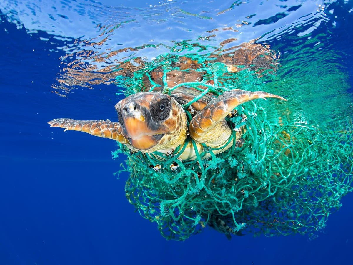 The anti-plastic straw campaign is helpful – but if we want to save marine  life, we need to stop eating fish | The Independent | The Independent