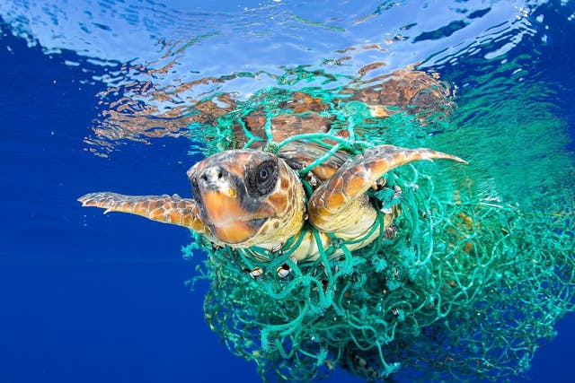  Bycatch mortalities include dolphins, marine turtles, juvenile fish, sharks and seabirds