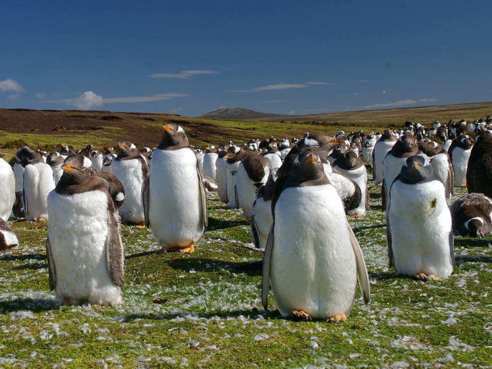 Brexit to put 1m penguins at risk as Falklands loses EU funding for ...