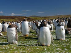 Brexit to put 1m penguins at risk as Falklands loses EU funding