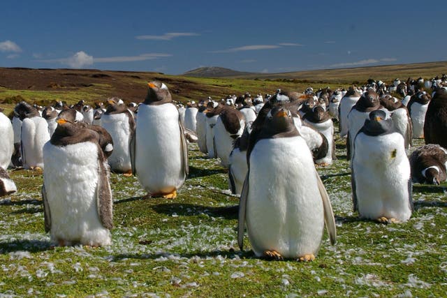 Gentoo penguins on West Falkland