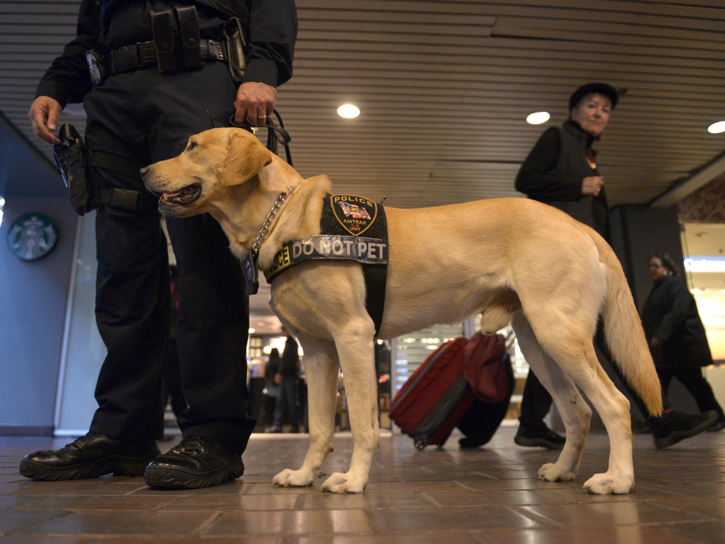 Retired service store dogs for adoption