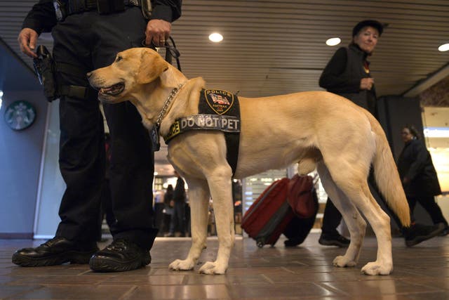The USA's Transportation Security Administration has an adoption program for its drug-sniffing dogs that do not make it to graduation