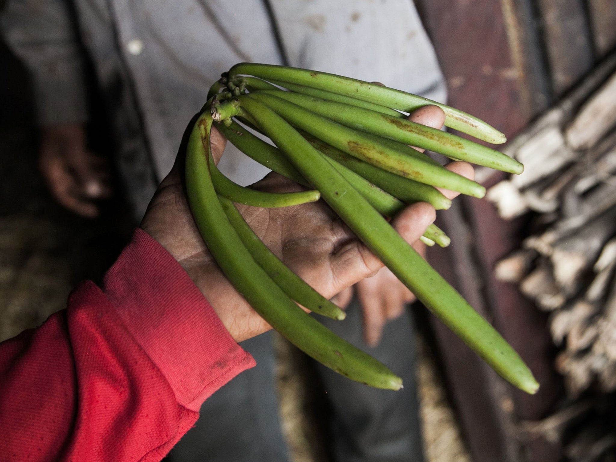 The beans begin fermenting once picked, so growers must quickly find buyers