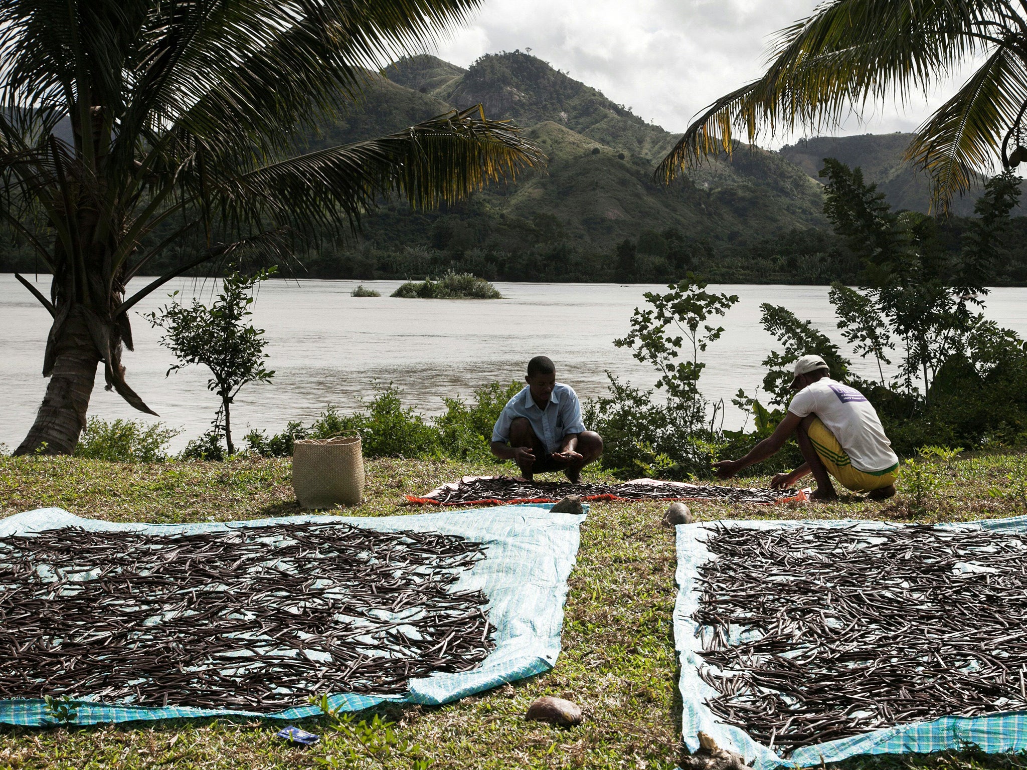 Lomone produces the highest quality ‘bourbon’ vanilla, using a curing technique that takes months