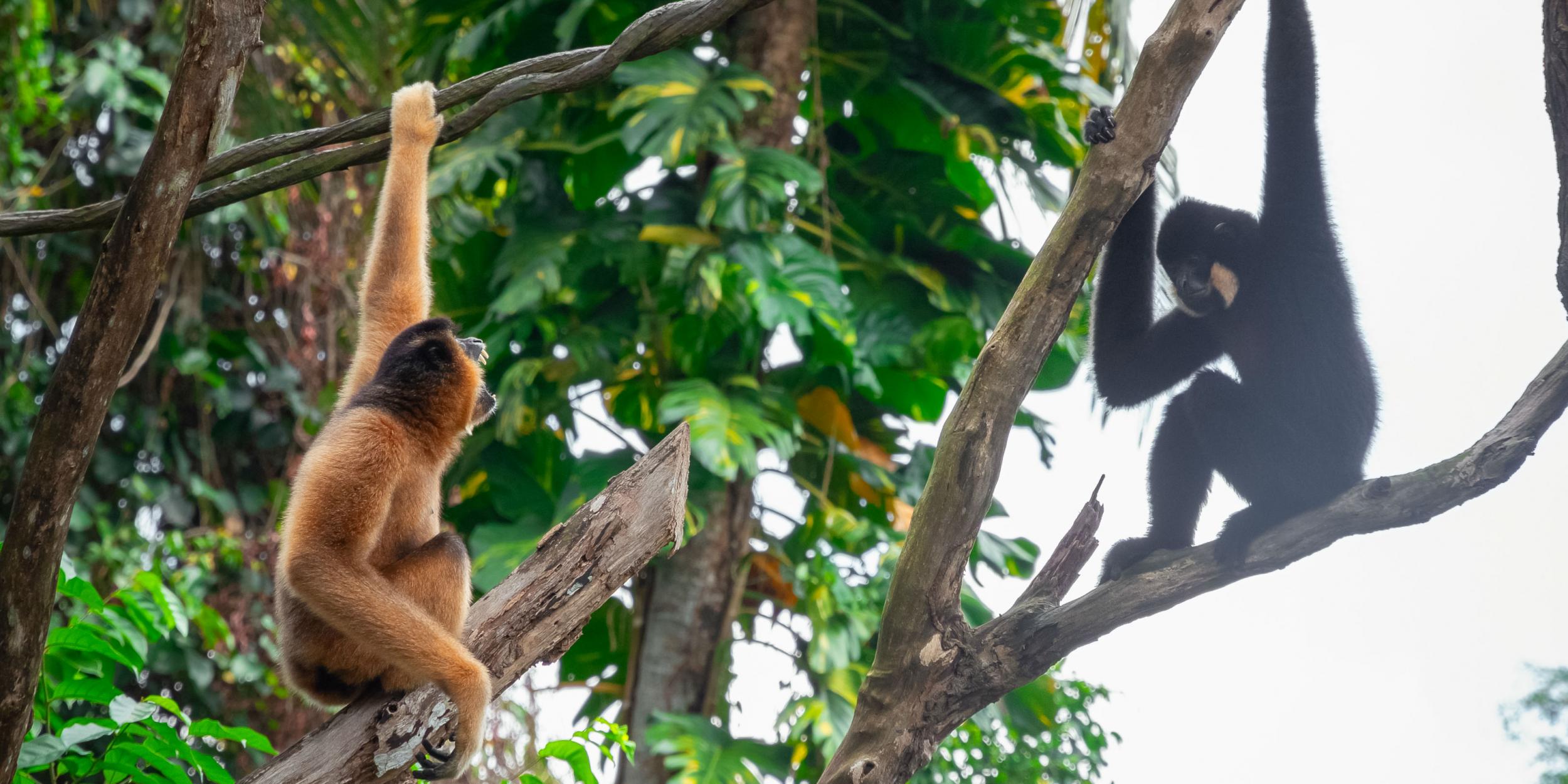 Female monkeys have 'innate distrust' of their male counterpart ...