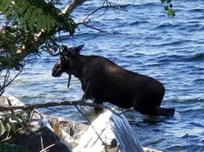 Moose drowns after crowd taking pictures scare it into water