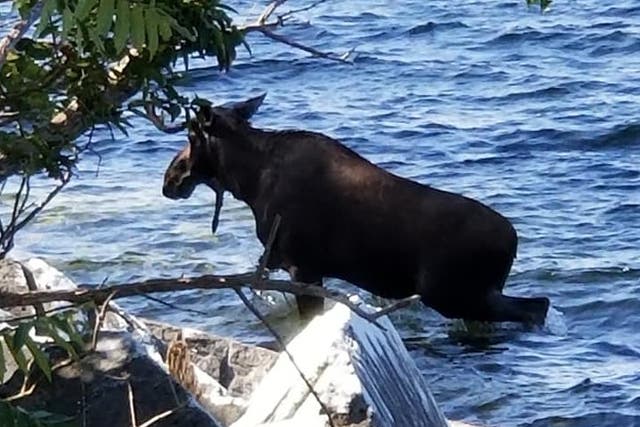 The moose crossed a large part of Lake Champlain which divides New York from Vermont