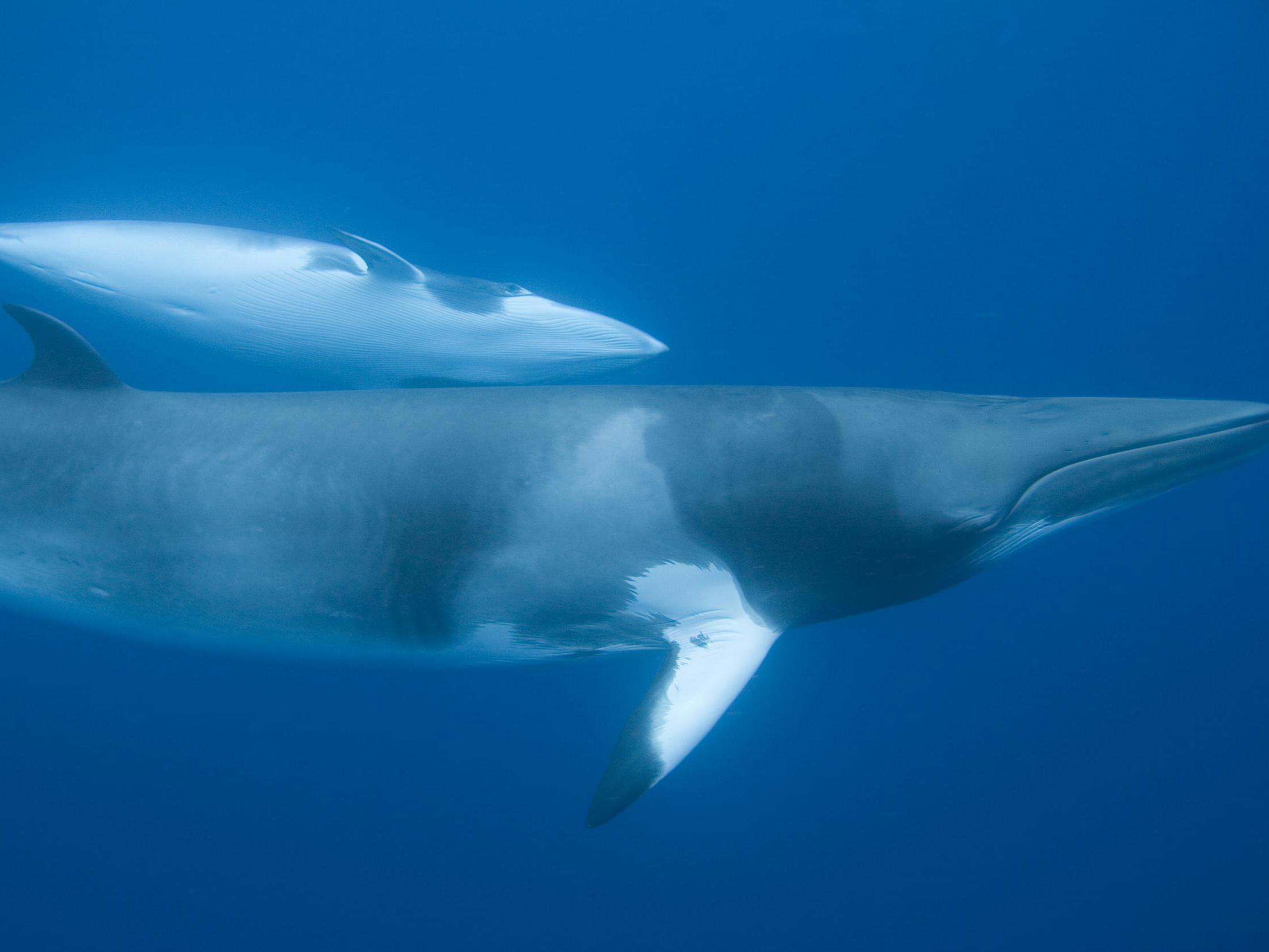 Japan kills 333 Antarctic minke whales each year in the Southern Ocean
