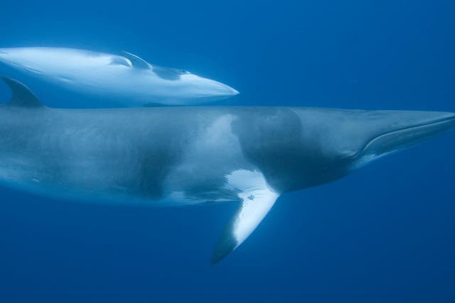 Japan kills 333 Antarctic minke whales each year in the Southern Ocean