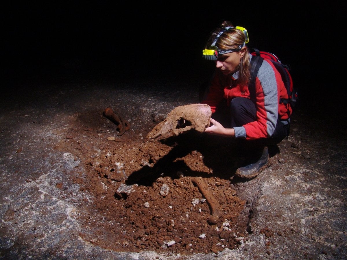 
Cave bears contribtute from 1 to 2.4 per cent of the genome of brown bears 