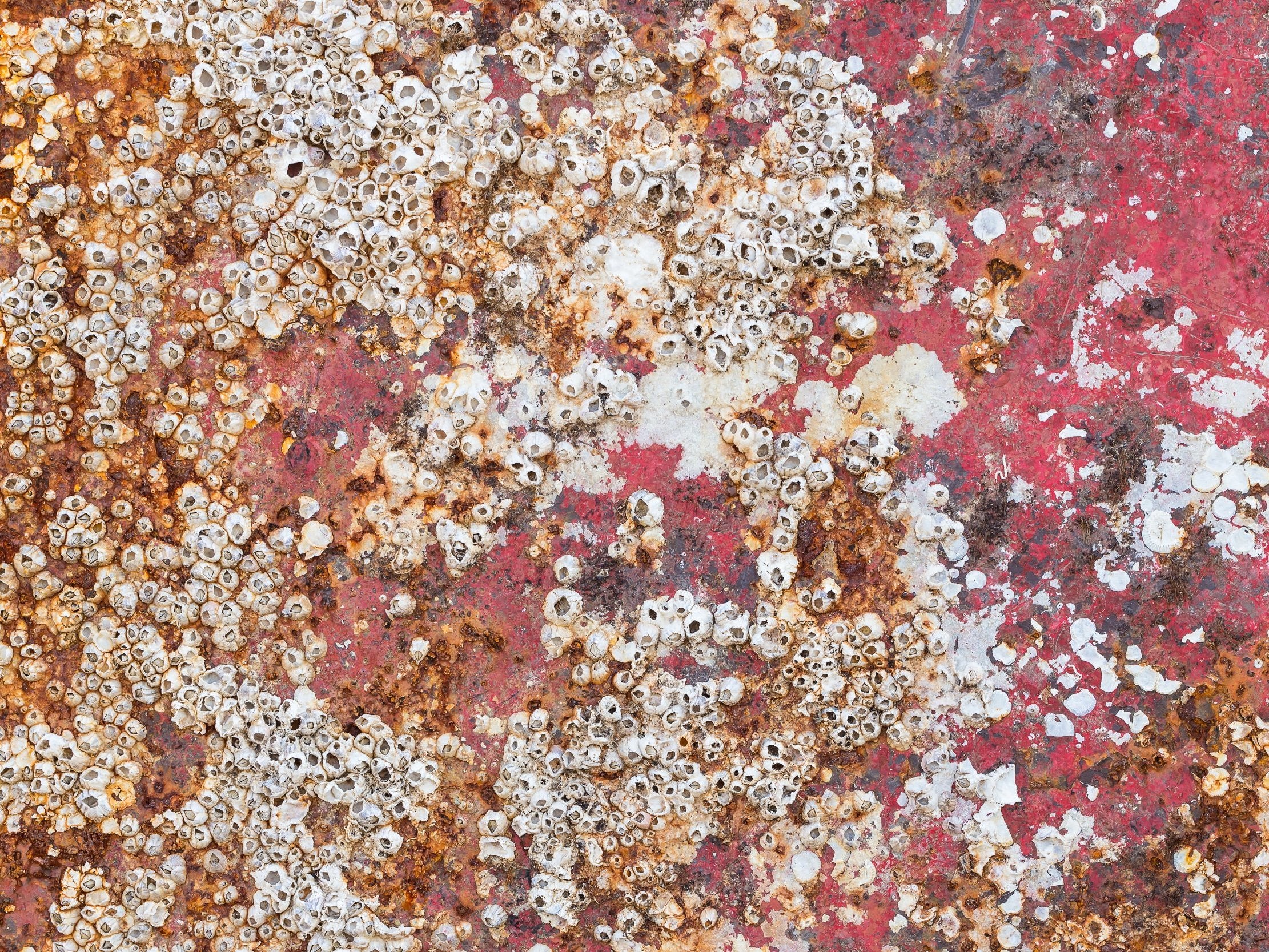 
Cleaning ships encrusted with barnacles and other creatures costs several billion dollars a year 