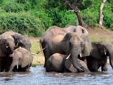 Carcasses of 87 elephants discovered in Botswana