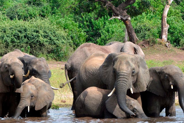 A woman was trampled to death by an elephant in Zimbabwe as a tried to take a photograph of the animal.