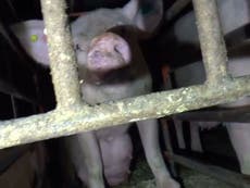 'Misleading' vegan advert saying 90% of pigs never go outside banned