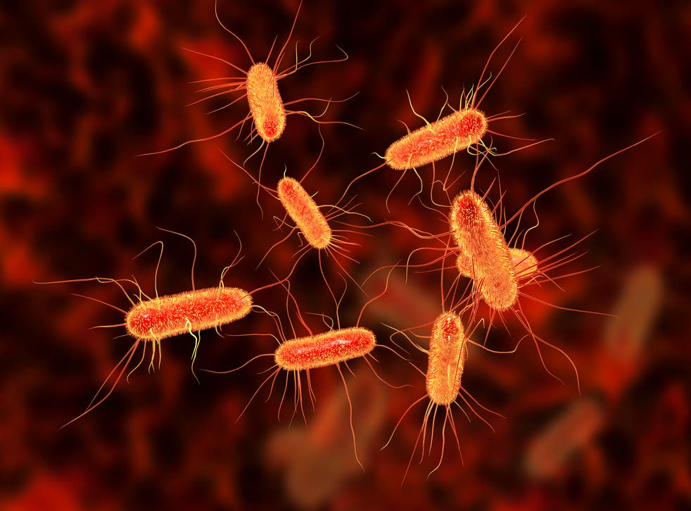 E Coli What Is The Bacteria And What Are The Symptoms Of Infection The Independent The Independent