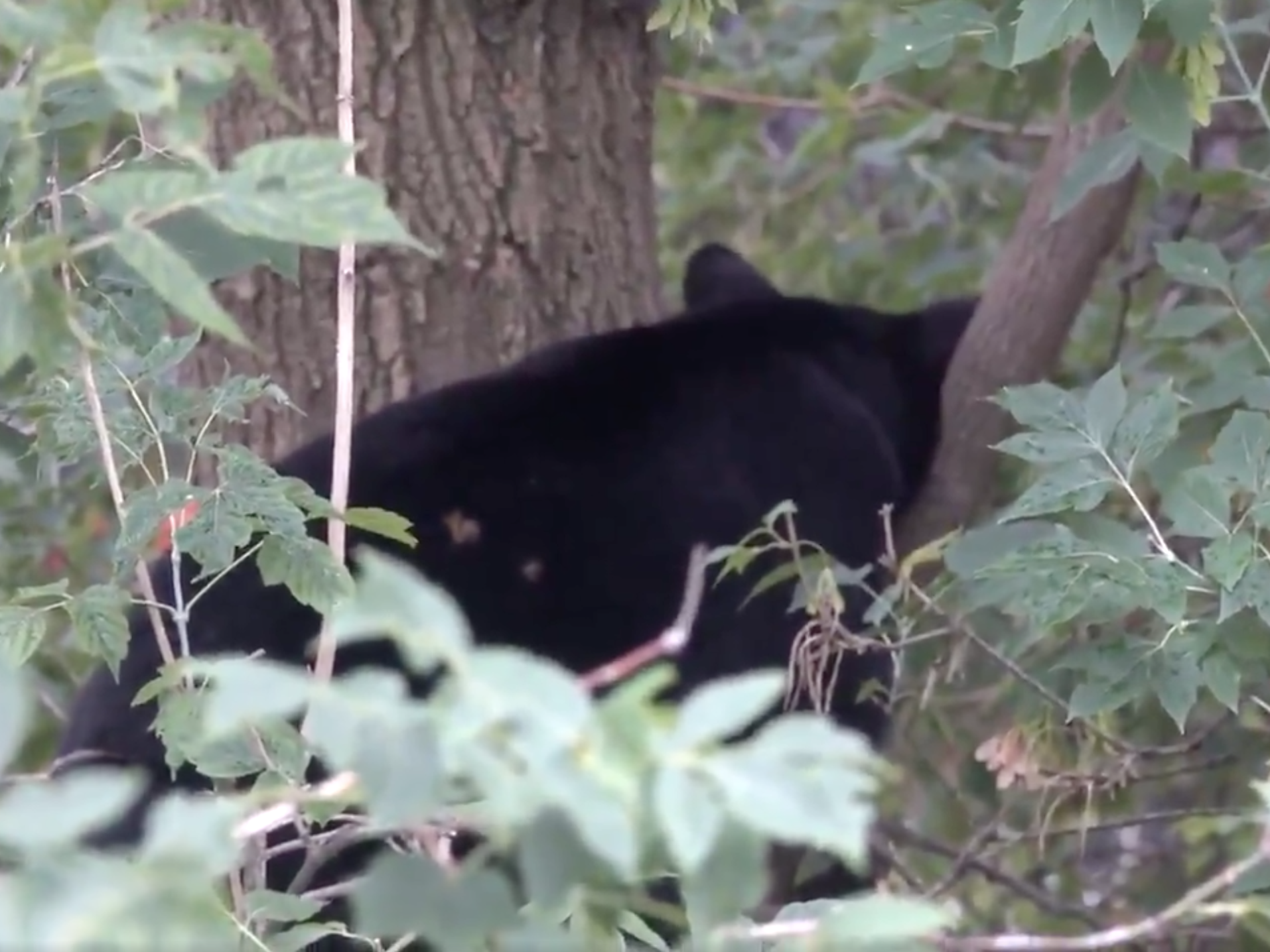 A black bear fell asleep in a tree in downtown Ottawa, Canada, briefly disrupting traffic